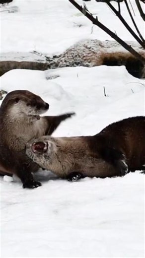 You "otter" be where the action is! 🦦 Let our Animal Engagement schedule be your guide to a fun-filled visit to the Detroit Zoo! From habitat chats with knowledgeable zookeepers to animal enrichment, feedings and more – there is always something new and exciting to experience! https://ow.ly/azNE50UOXGI | Detroit Zoo