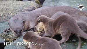 Breakfast delivery for otter pups 😋 These little ones, about 2 months old, are just beginning to add fish to their diet. They still prefer mum's milk though. Pups are usually timid around water at this stage and have to learn to swim. | Ottercity