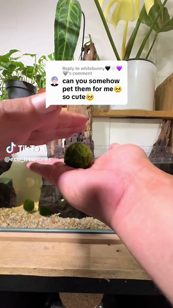 Moss Ball Care Tips for Your Aquarium