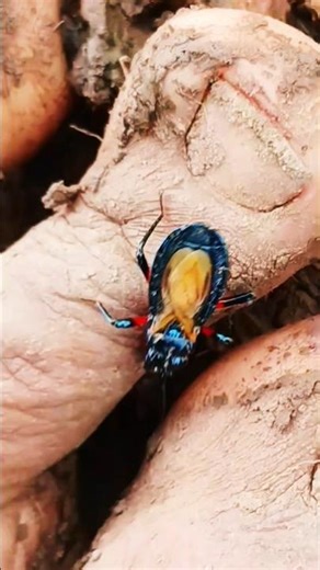 Assassin Bug #insects