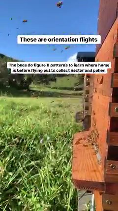 384K views · 10K reactions | As a new-bee you can learn a lot by...