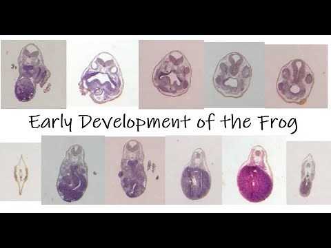 Development of the 4mm Frog Embryo