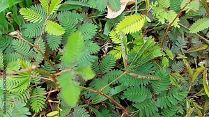 A study of the sensitive plant, Mimosa pudica, and its reaction to physical contact.