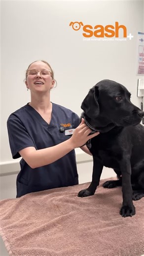 SASH - Specialist & 24/7 Emergency Vets on Instagram: "Tick cases are on the rise! Daily tick checks are essential, even when your pet is on tick prevention. Emergency and critical care nurse Olivia from SASH Alexandria shows us, step-by-step, how to do a thorough tick search. If you find a tick, take them to your local vet to make sure it is fully and safely removed. Early signs of tick paralysis can be subtle, but will almost always worsen with time. Quick action can save your pet’s life. #SAS