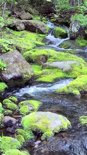 Peaceful Forest Stream Sounds 🌿 Relaxing Water Flow for Sleep, Study & Meditation
