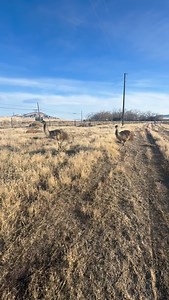 Herding the emus part 2 #wtf #emu #malinois #dogtraining | Element Belgians