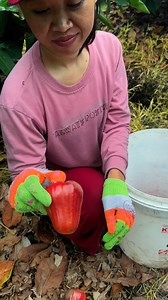 6.3K views · 10K reactions | Makan jambu BS | Luvi Setyorini | Facebook