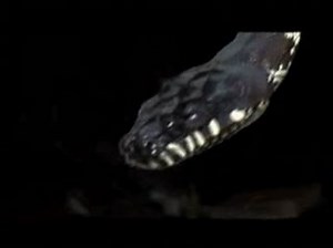 BEHIND THE SCENES OF SNAKES ON A PLANE: SNAKES ON SET Trailer | Movie Trailers and Videos