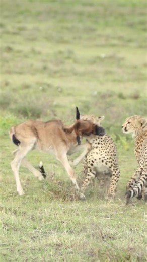 Wow! Cheetahs strangling a wildebeest calf. ¡Increíble! Guepardos estrangulando a una cría de ñu.