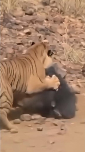 Tiger vs Bear Fight 🐯🐻 #animals #tigerfight #video #shorts