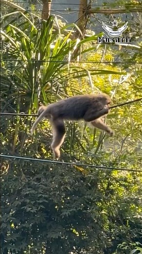 Monkey performing tricks in the circus.