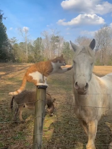 Top Viral Horse Moments: Best Horse Video Clips