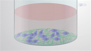 Video: Direct Reprogramming of Hematopoietic Progenitor Cells into Neural Stem Cells - Experiment