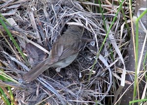 The common chiffchaff (Phylloscopus collybita), or simply the chiffchaff, is a common and widespread leaf warbler which breeds in open woodlands throughout northern and temperate Europe and the Palearctic. A small insectivorous bird, it is subject to predation by mammals, such as cats and mustelids, and birds, particularly hawks of the genus Accipiter. Its large range and population mean that its status is secure, although one subspecies is probably extinct. ==================== #birdwatching #b