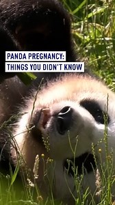 How long is a panda pregnancy? Whatever number you just said, you might be right or you might be wrong…. Speaking from Berlin Zoo, where panda Meng Meng is expecting twins, CGTN’s Peter Oliver unravels the mysteries of panda pregnancies. #panda | CGTNEurope