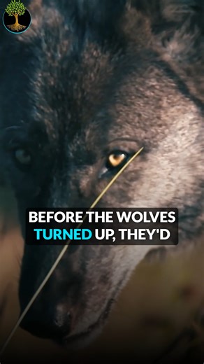 What if the return of a predator could heal an entire landscape? When wolves came back to Yellowstone after 70 years, they didn’t just hunt deer — they changed how deer behaved. Valleys once stripped bare began bursting with life. Trees grew five times taller in just six years. One small change sparked a living miracle. #Wolves #Yellowstone #Rewilding #EcosystemRestoration #WildlifeConservation | Sustainable Human