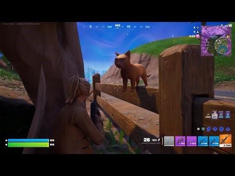 Fortnite Cat Strategy Session