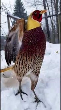 First Snow Curious Golden Pheasant