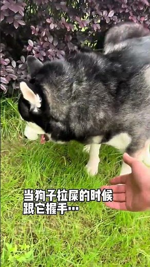 What does this stupid dog’s last action mean? Husky Erha’s cute pet debut plan, the dog’s though