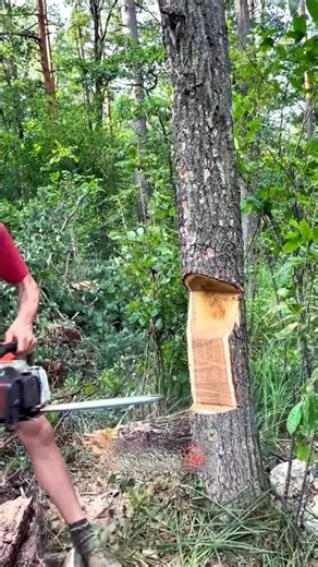 The right way to cut down trees 🤯