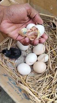 Real Egg Hatching Moment 🥚➡️🐥 Broody Hen Success From Egg to Chick in 21 Days 🐥