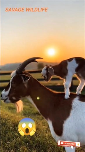 Baby Goat Playing With Mother 🐐❤️ Cute Goat Moments | Funny Baby Goat Shorts#viral #shortfeed #fypシ