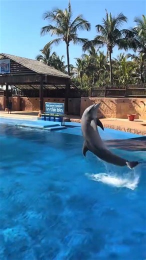 Join us for the Dolphin Show at uShaka Marine World. 🌊🐬