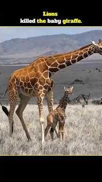 Lions killed the baby giraffe.#usa