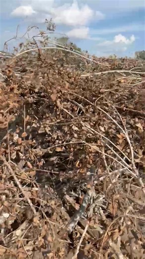 26K views · 108 reactions | So I was trying to get some brush removed at my house from a tree that was cut down.. Put the word out that I was taking bids and I had figured $500.00 to $800.00 someone was going to shoot me that price because that’s probably what I would have charged.. Shit guess what you lazy asses don’t worry about I’ll do it my damn self…  | Quintin Moe Moore | Facebook