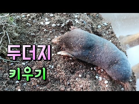두더지 키우기 2편