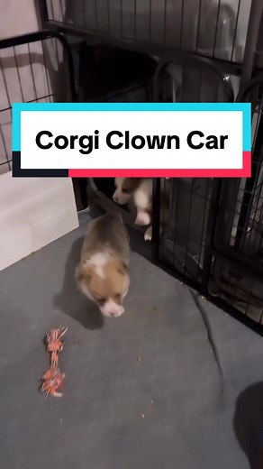 How many corgi puppies were you expecting to stumble out? 🤣♥️ #corgi #corgisoftiktok #corgipuppies #blacktailmountaincorgis