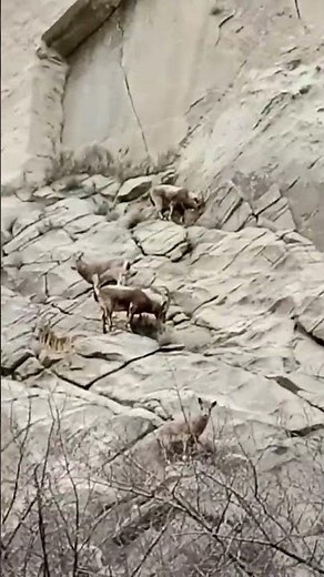 Ibex Falling Down From Mountain #shorts