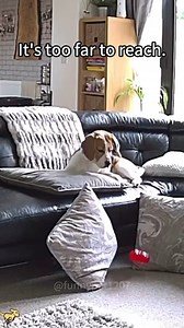 128K views · 1.1K reactions | Dramatic dogs  | Animal Lovers | Facebook