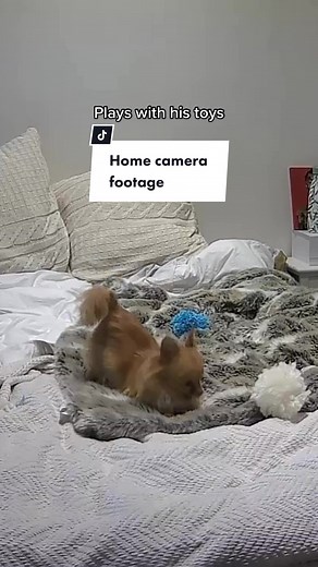 Safe to say milo keeps himself entertained #dog #chihuahua #homecamera