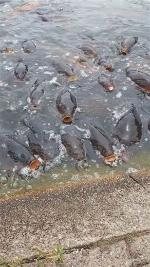 釣りたい…#松見公園