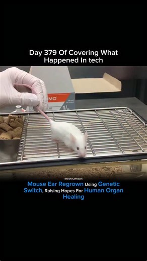 Tech in 24 hours | Researchers have demonstrated that a genetic switch for organ regeneration exists, after restoring damaged outer ears in mice. This has... | Instagram