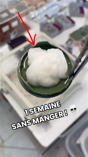 ONE WEEK WITHOUT SUGAR… WILL THEY GIVE IN? 😳🐜