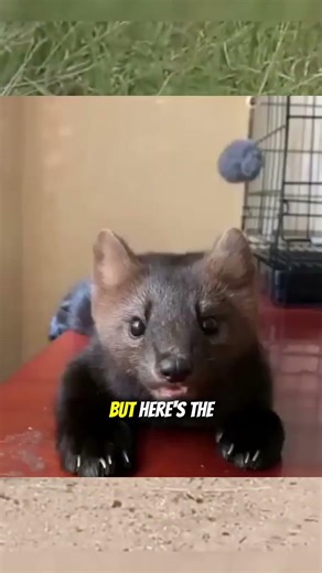 Cute Facts About Sables You Didn’t Know 🐾