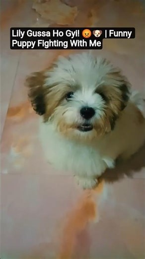 Lily Gussa Ho Gyi! 😡🐶 | #pets #cutepuppy #dog #shihtzu #shihtzupuppy #lhasaapso #fluffypuppies #yt
