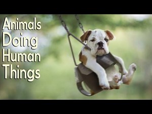 Animals Doing Human Things