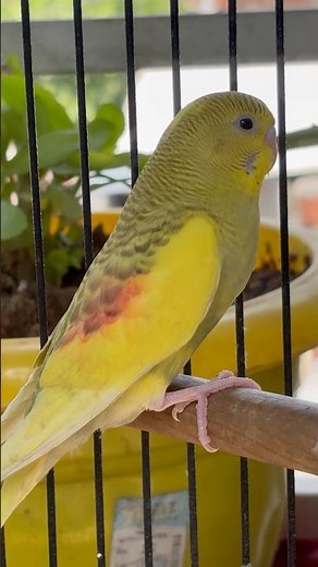 Day-61 ₹300 Mein Milta Hai Ye Cute Parrot! 😍 | Budgies Price in India 2025 #budgie #budgiecare