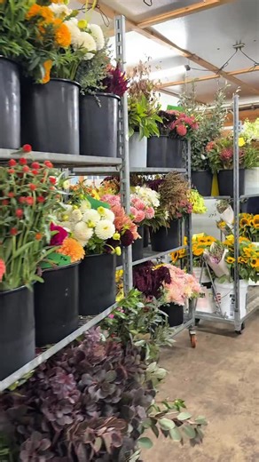 Sunny Meadows Flower Farm on Instagram: "Follow us through our morning routine of getting florist orders ready for delivery, shipping, and pick-up! 🌸 Once all the carts are rolled out of the coolers, each bucket is separated, checked over, and sometimes tagged. Shipping orders are carted over to the shipping building, pick-ups are organized, and delivery orders are packed into both of our sprinter vans. Thanks for coming along! 💐🚛 #floristlife #morningroutine #flowerdeliv