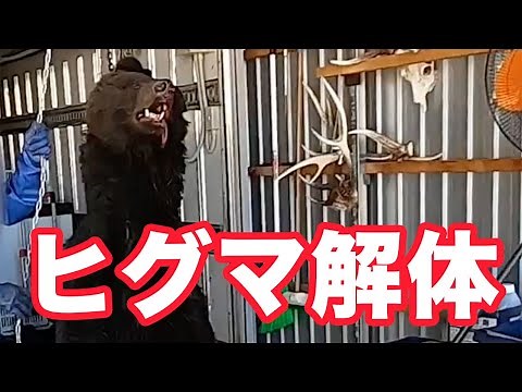 【解体現場完全版】鹿罠にかかり暴れるヒグマの結末は肉塊 The end of a bear is trapped and rampages is a lump of meat in Hokkaido.