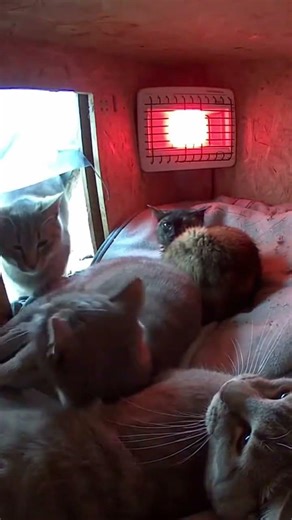 Tiny shelter turns into a cat pile ❤️🐾