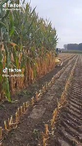 Back to farm with FFACET Farmers of Nigeria | Rikwense Muri