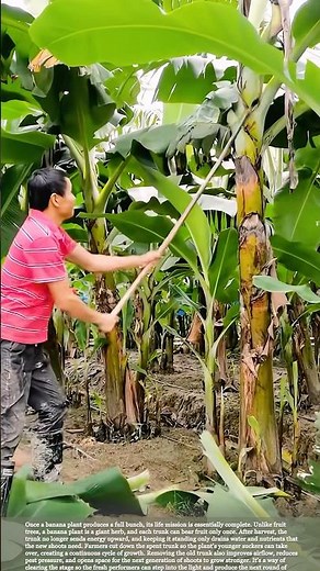 Why banana trees are cut down after they fruit and how it helps new growth #relaxing #farming