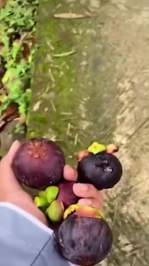 Download Aplikasi Holland Bakery dan Dapatkan Diskon 20%!