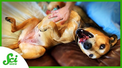 The real reason dogs kick when you scratch them