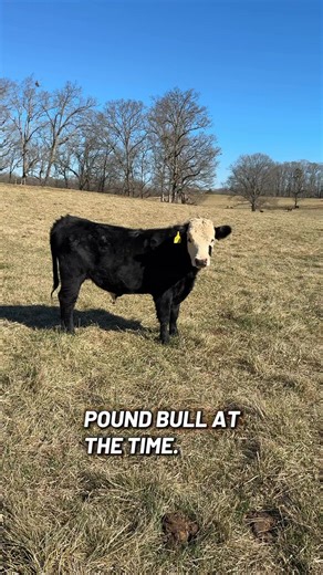 A current favorite stocker steer for a couple different reasons. #cattle #cattlefarmer #cattlefarm #livestock #farmlife | Belle Terra Farms