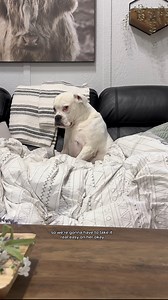 2M views · 99K reactions | This could go on for weeks  #funnydogs #DogHumor# #cutedogs | Layla the Boxer | Facebook
